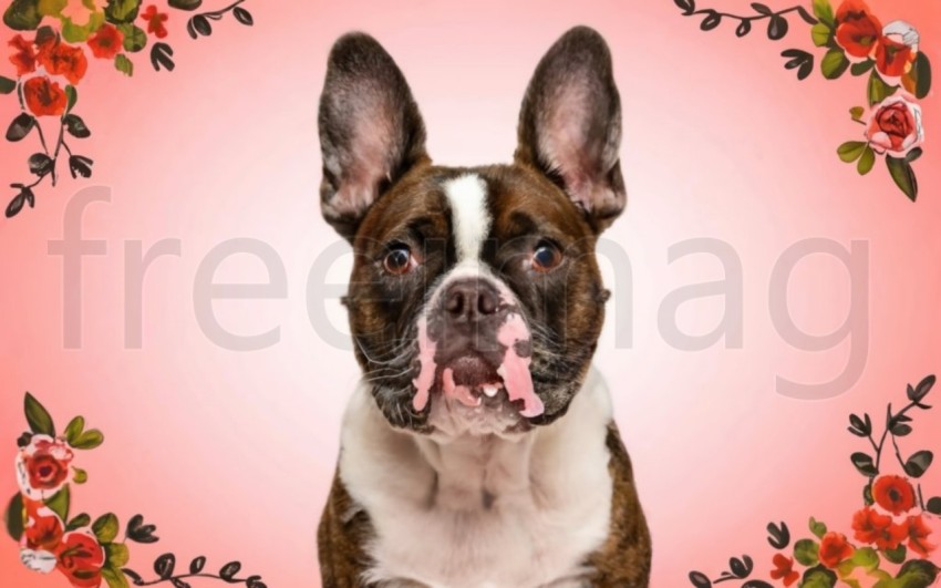 Imagen Retrato de perro, primer plano de bulldog francés
