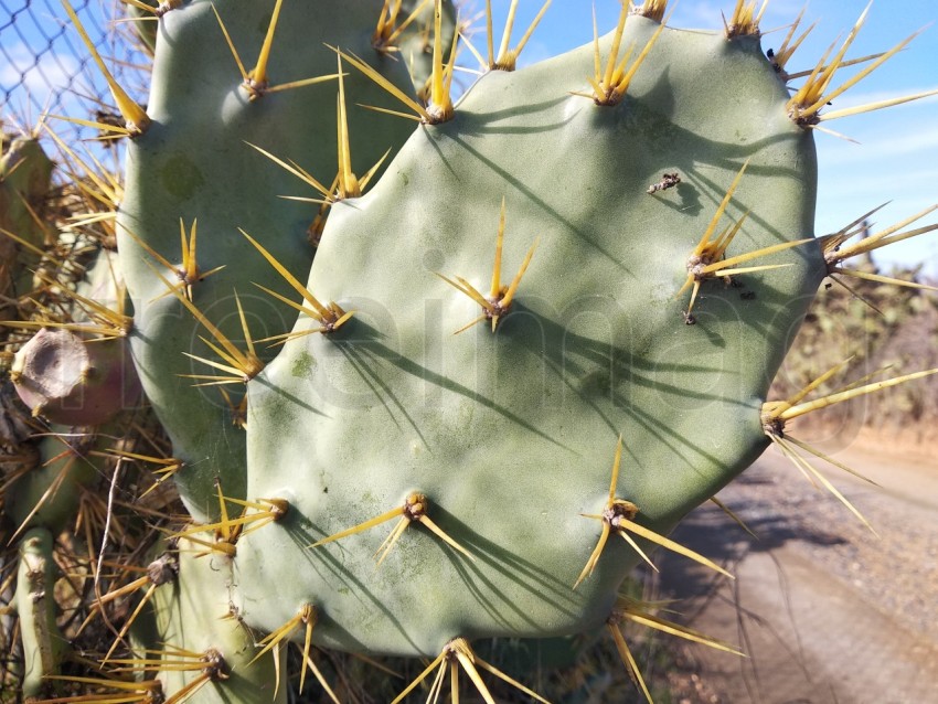 Cactus natural con espinas
