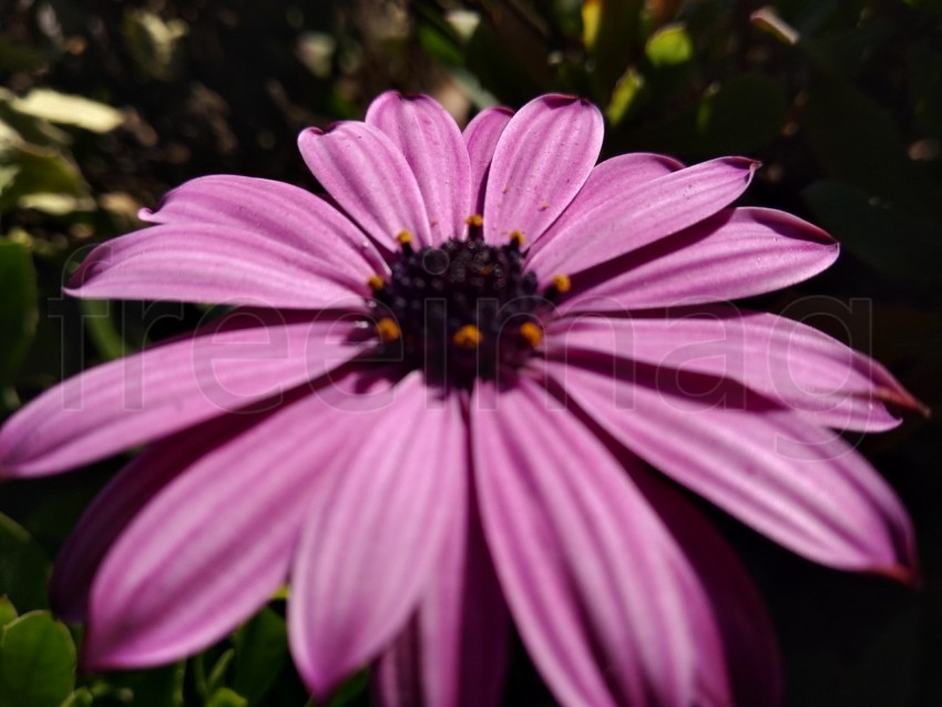 Flor de margarita púrpura Dimorphotheca ecklonis