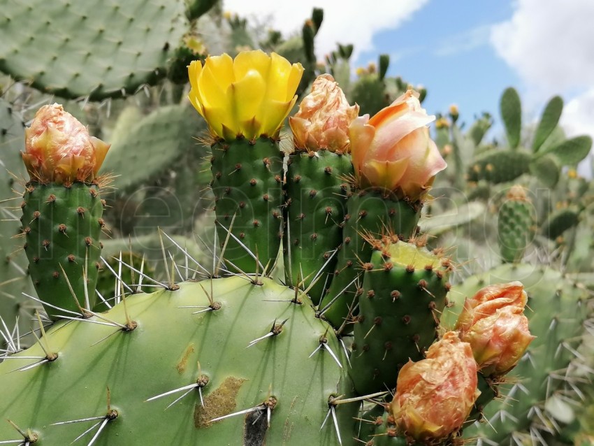 Foto de cactus con flores