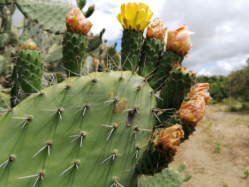 Flores amarillas de cactus