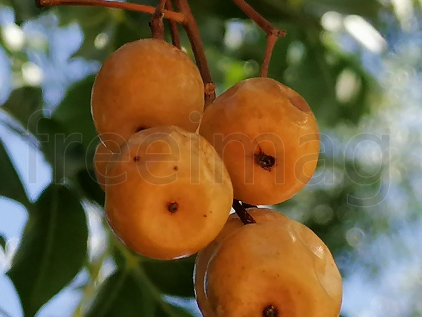 Frutos de cerca CINAMOMO (Melia azedarach )