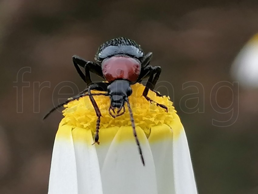 Escarabajo que come néctar sobre una flor amarilla