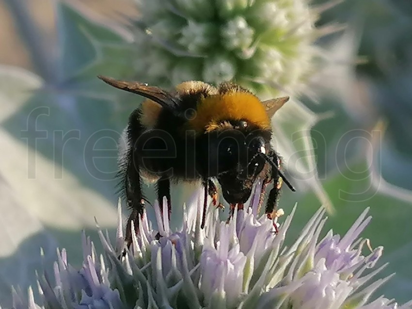 Abeja grande colectando polen