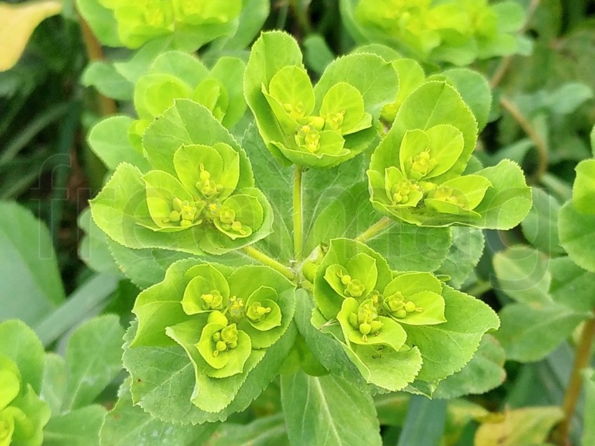 Planta verde. Euphorbia lathyris o Tártago
