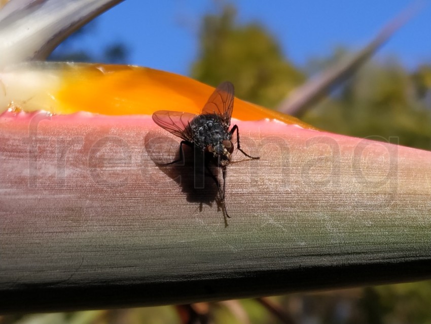 Primer plano de una mosca sobre una superficie de una planta