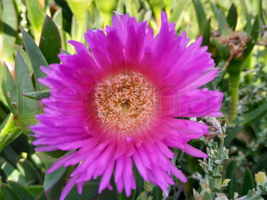 Flor rosada y amarilla brillante de una planta suculenta verde