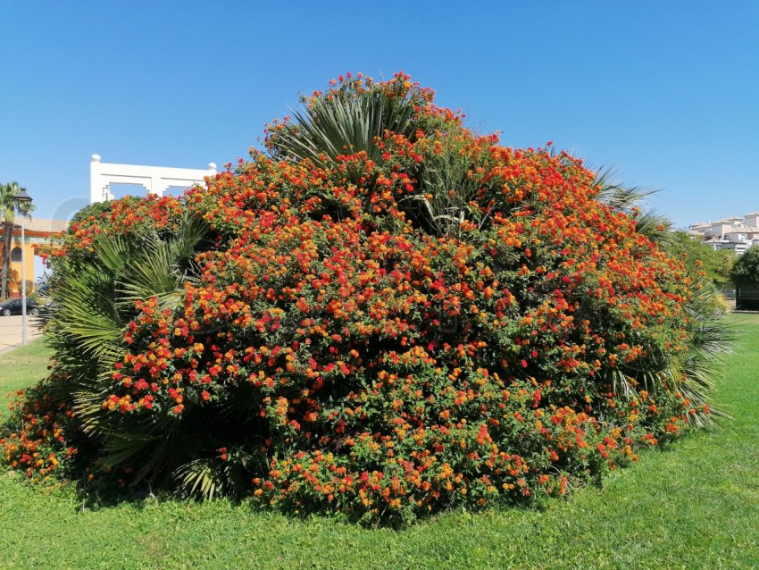 Bonitas flores aromática de Lantana rojas en Isla Canela provincia de Huelva España