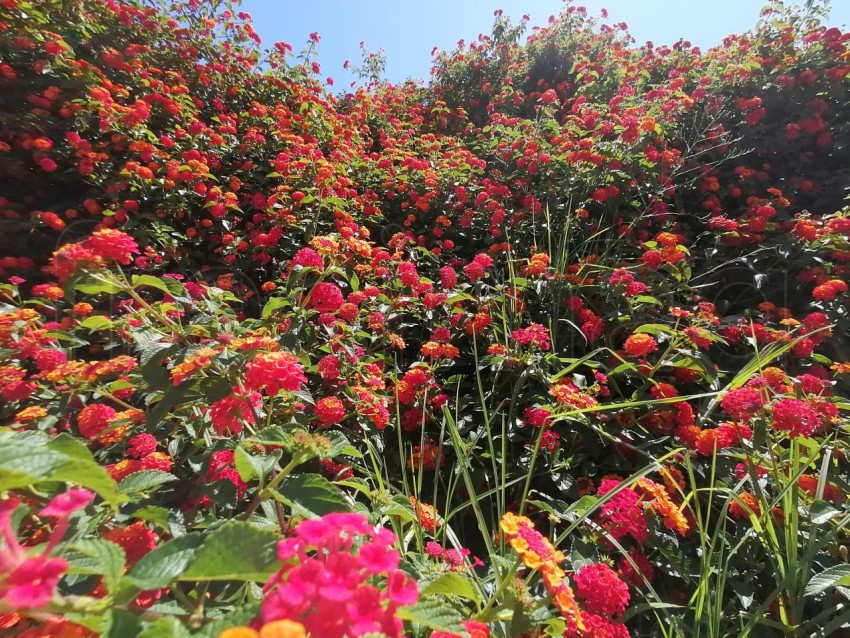 Bonitas flores aromática de Lantana rojas en Isla Canela provincia de Huelva España