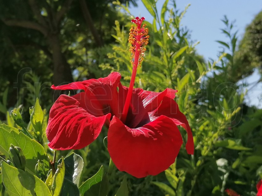 Flor de Hibisco Rojo. Es una planta originaria de China y pertenece a la familia Malvaceae.