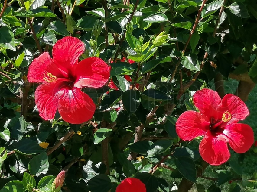 Flor de Hibisco Rojo. Es una planta originaria de China y pertenece a la familia Malvaceae.