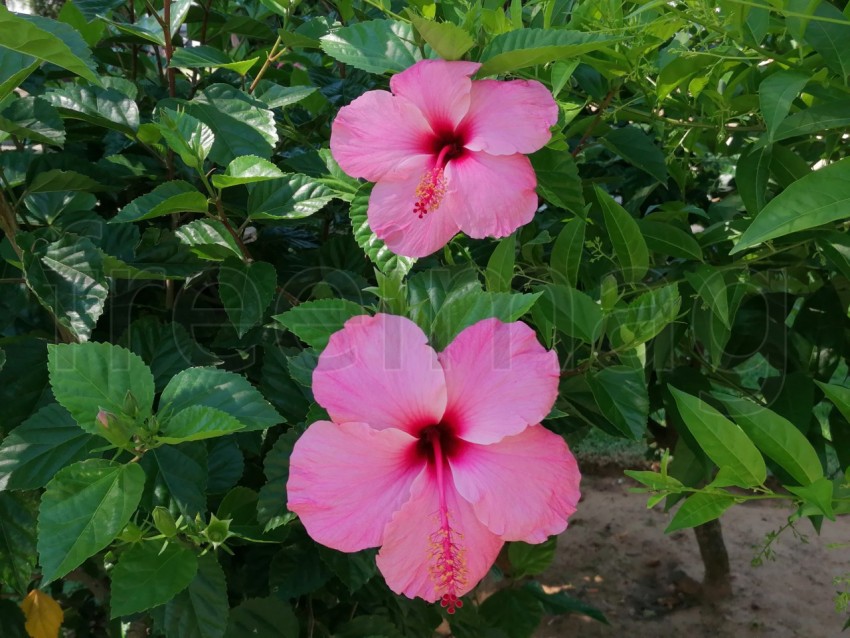 Flor de Hibisco rosa. Es una planta originaria de China y pertenece a la familia Malvaceae.