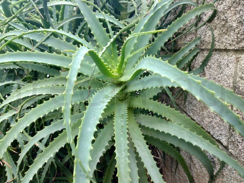 Aloe arborescens, también conocido como aloe krantz o aloe candelabro. en Huelva España