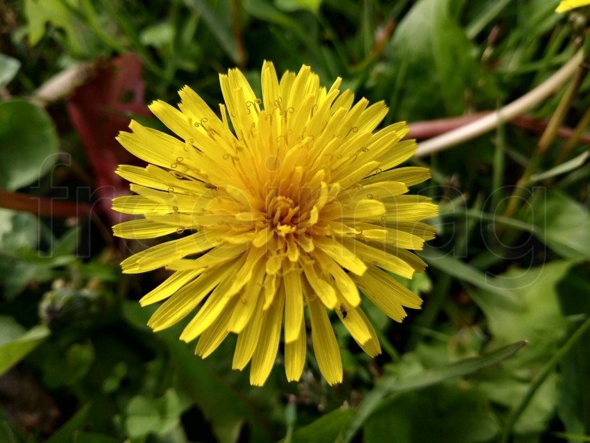 Flor de diente de león amarillo sobre fondo de hierba verde