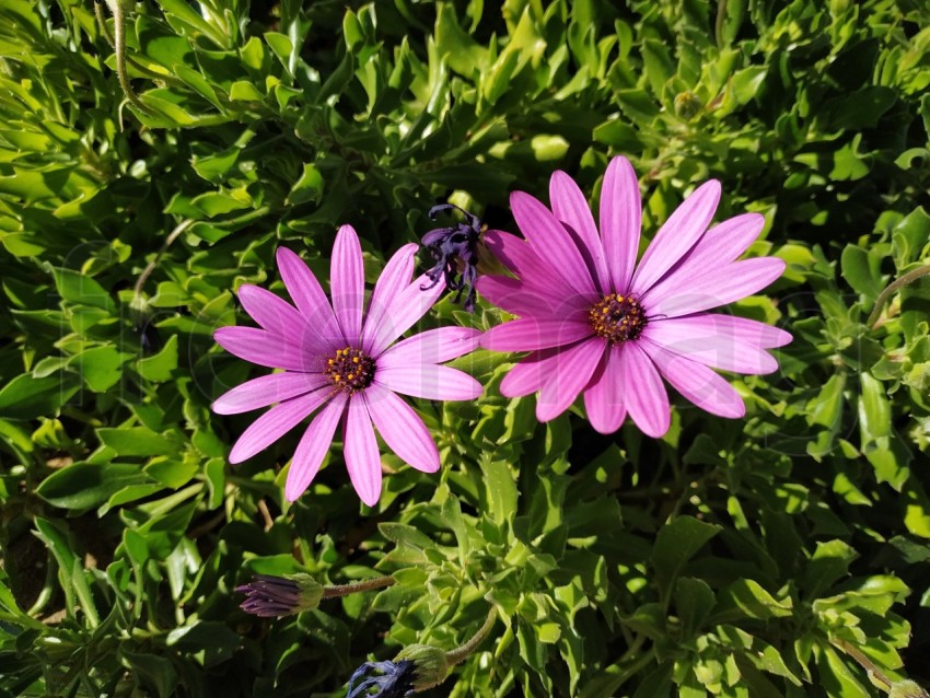 Primer plano de flores Dimorfotecas hermosas moradas en jardín en primavera