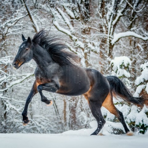 Caballo negro corriendo en la nieve en invierno