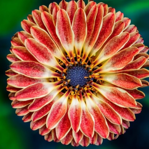 Fotografía macro de primeros planos de flores de colores vibrantes como fondo abstracto creativo, renderizado