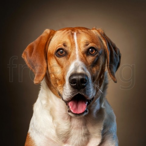 Imagen Retrato de perro