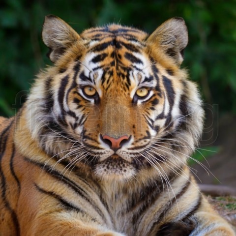 Un primer plano de un tigre mirando fijamente