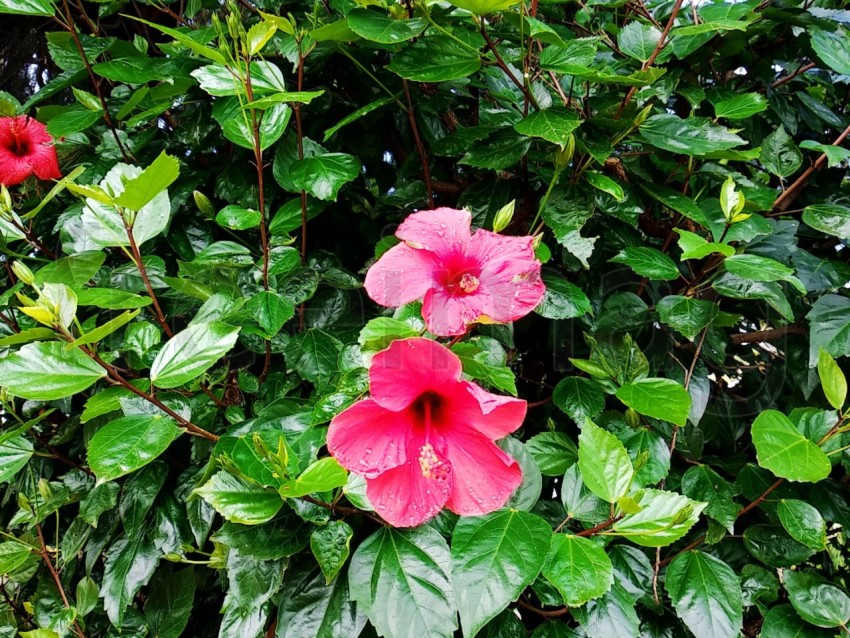Flores rojas después de la lluvia