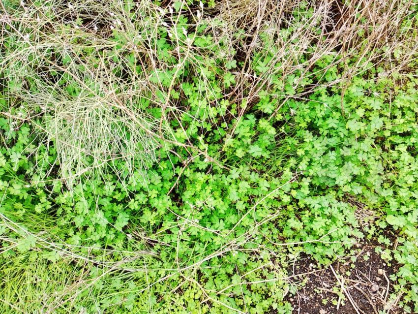 Paisaje de hierba verde