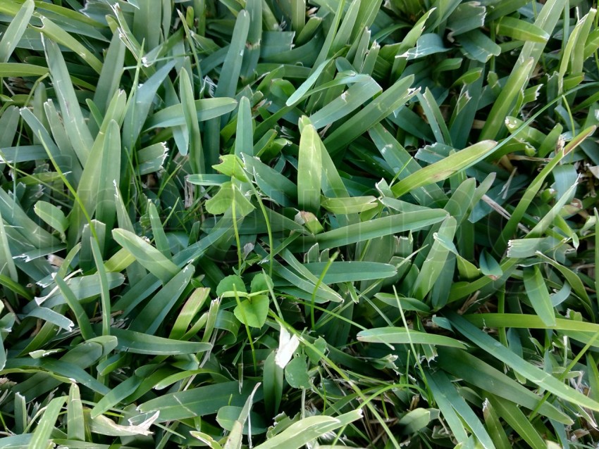 Imagen  hierba verde en el parque