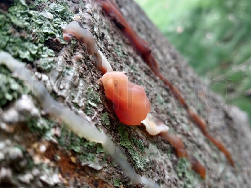 Foto de resina en el tronco del árbol