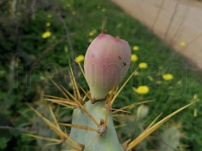 Fruto rosa de cactus macro