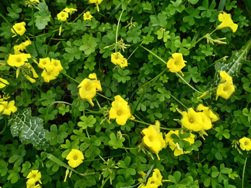 Flores  Linum flavum, el lino dorado o el lino amarillo
