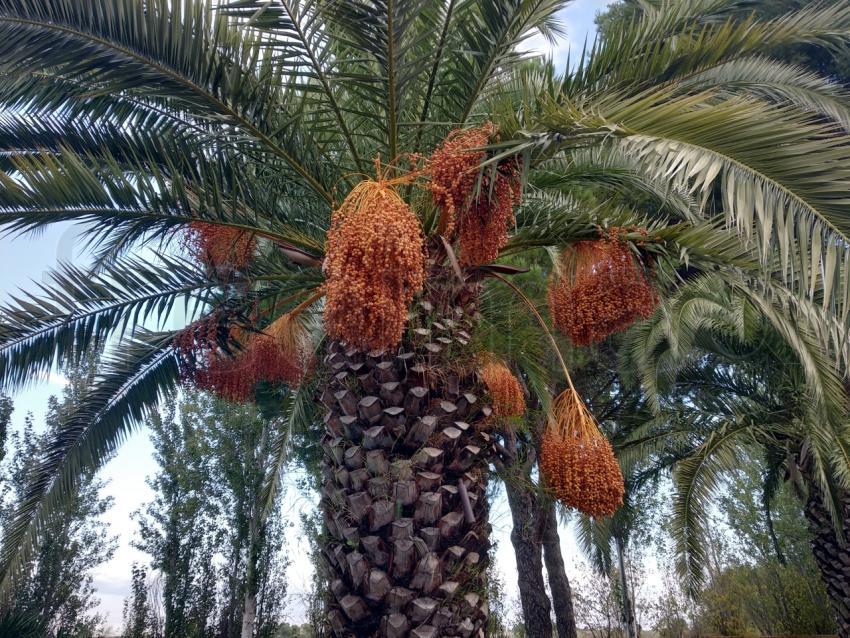 Frutos amarillos de una palmera datilera (Phoenix dactylifera)