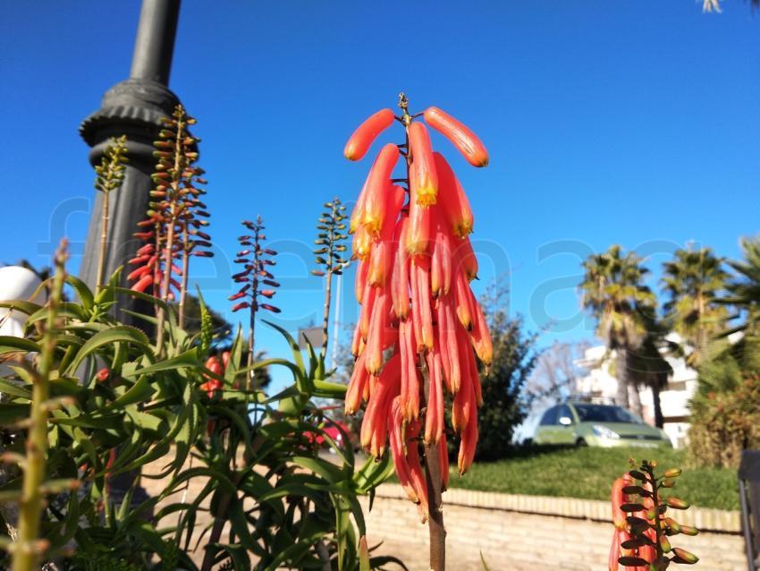 Flor de Planta aloe arborescens
