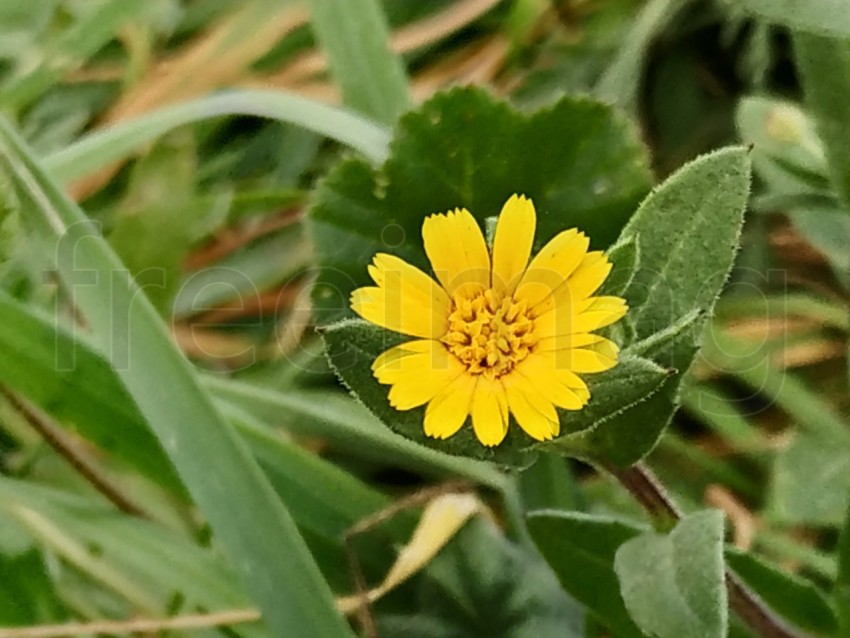 Flor amarilla fondo verde