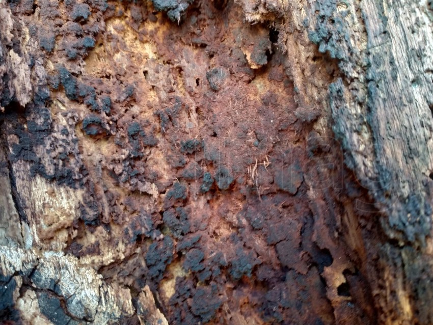 Corteza de árbol de cerca