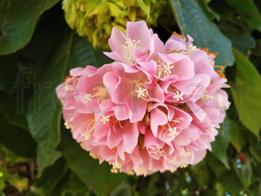 Flor  rosa Dombeya wallichii