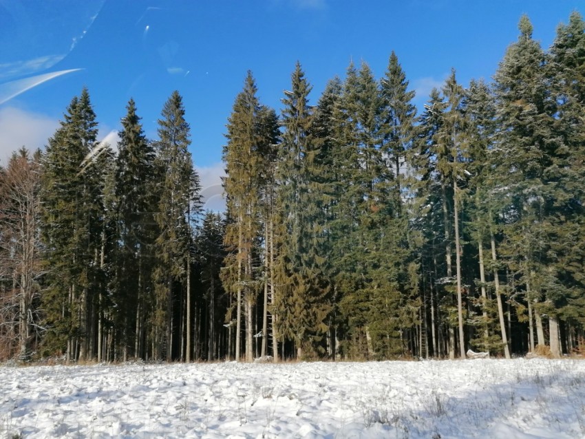 Paisaje de invierno con árboles en Rumanía