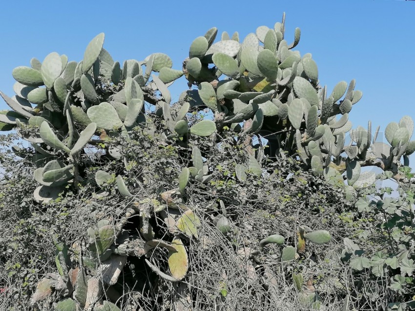 Cactus fondo cielo azul