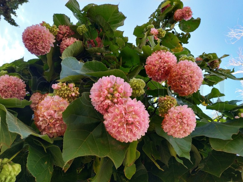 Flores Dombeya wallichii, bola rosa árbol tropical