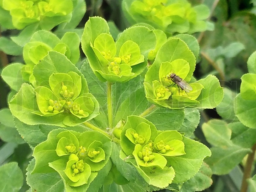 Planta Pichoga (Euphorbia helioscopia)