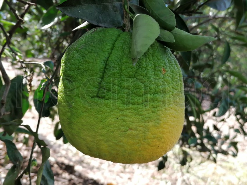 Imagen de Naranja fruta verde