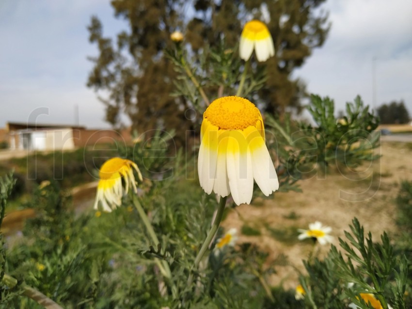 Flor blanca con interior amarillo en España