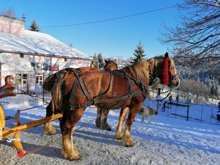 Imagen de caballos en temporada de invierno
