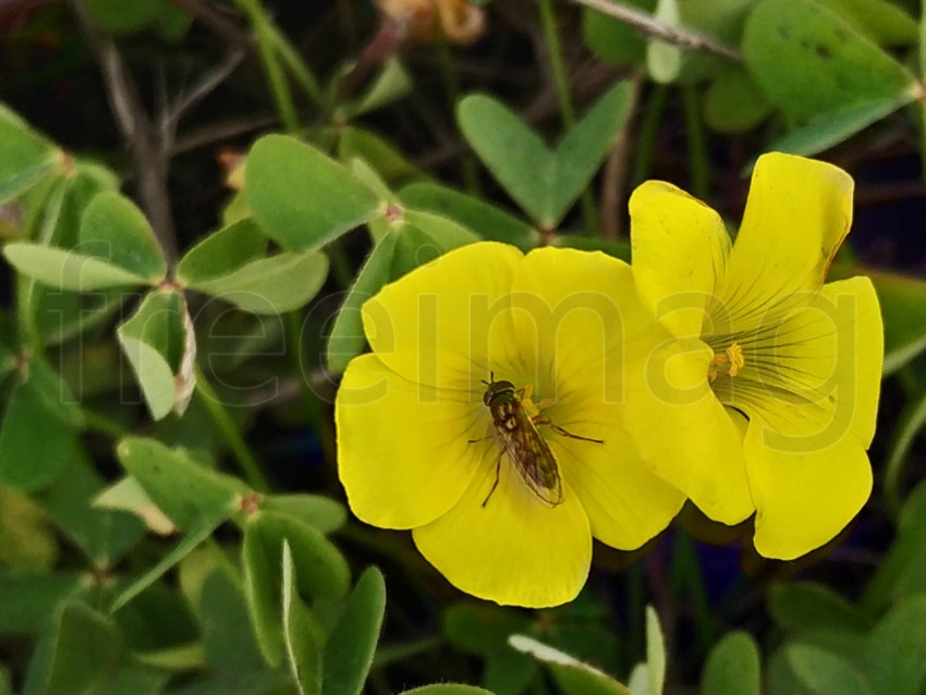 Abejas en flor de trébol amarillo