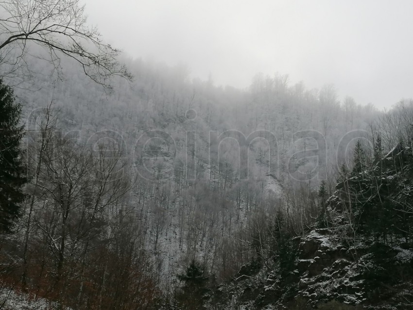 Bosque en Transilvania temporada de invierno
