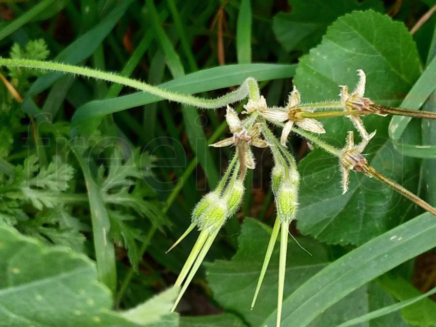 Flor, naturaleza, planta, prado, floración, campo