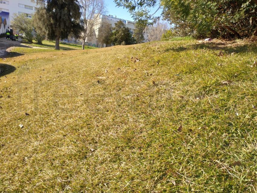 Tierra hierba con árboles de sombra