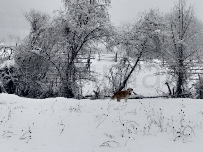 Escarcha y nieve en las ramas de los árboles . paisaje de invierno