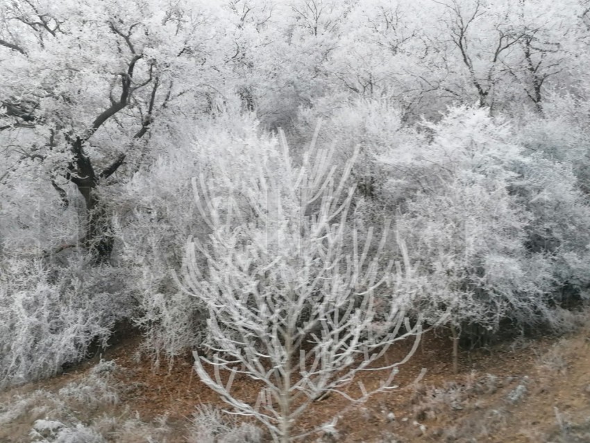 Árboles cubiertos de nieve en un invierno helado. Temporada de invierno