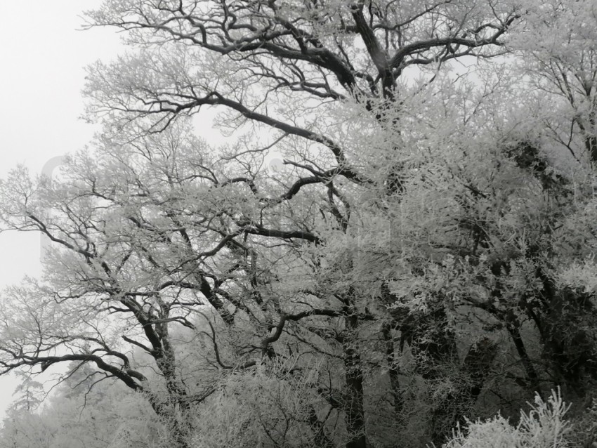 Árboles cubiertos de nieve en un invierno helado. Temporada de invierno