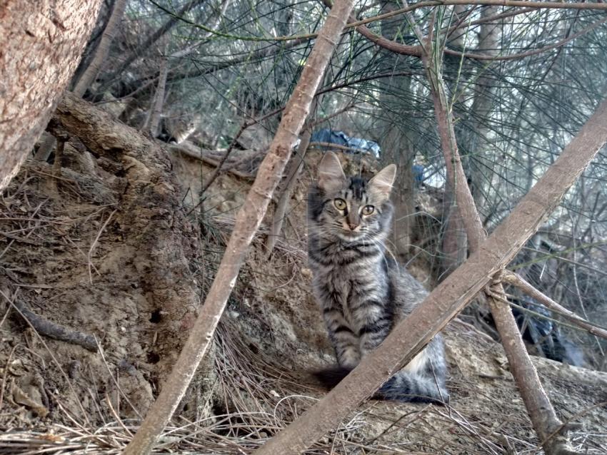 Un gato abandonado se esconde entre los arbustos. Fondo de otoño