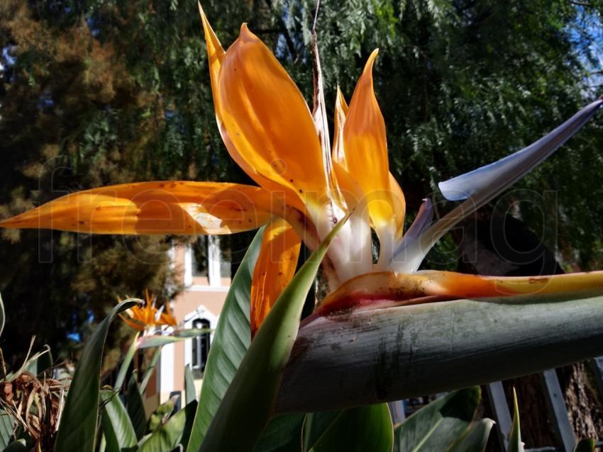 Strelitzia hermosa flor en un pueblo de España